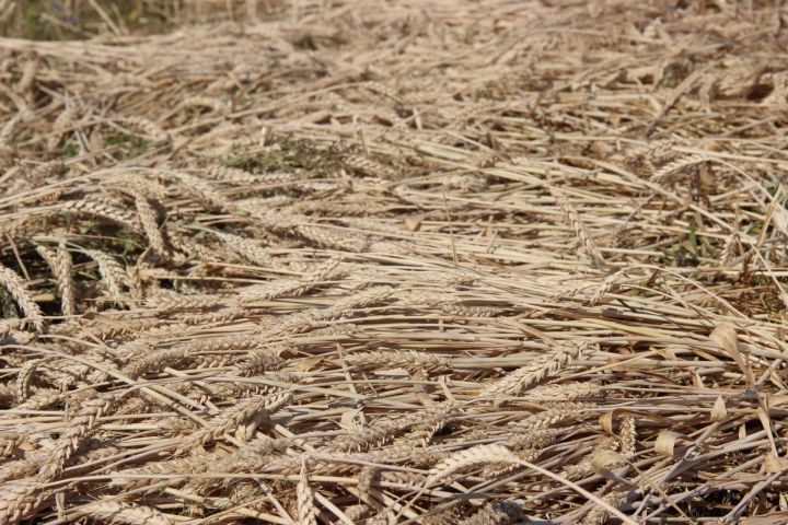 В Республике Татарстан собрали четвертый миллион тонн зерна нового урожая