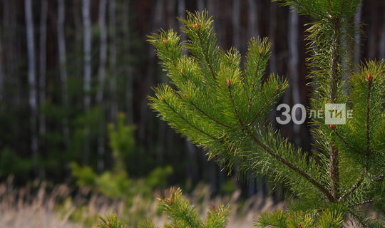 Лесники Татарстана досрочно выполнили план по лесовосстановлению