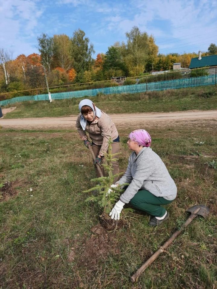 В Татарстане за день посадили 1,2 млн деревьев