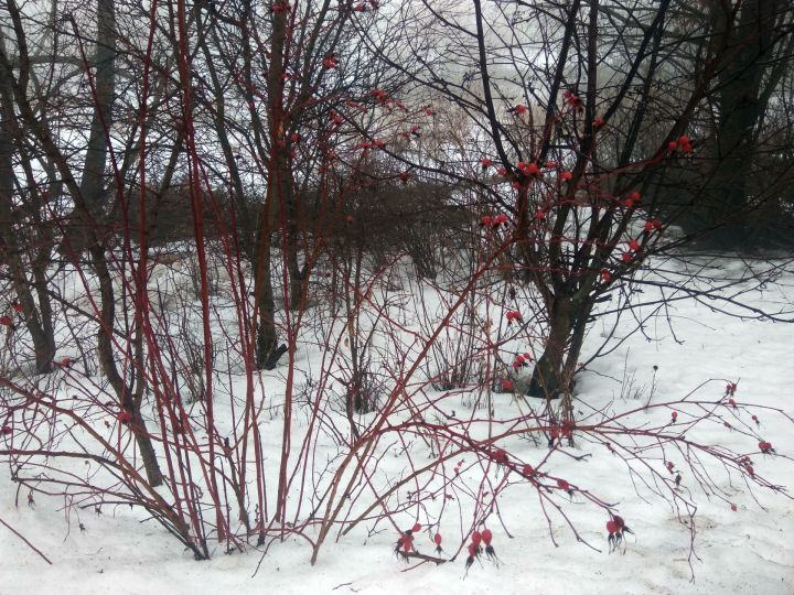 Синоптики Татарстана спрогнозировали погоду на зиму и начало весны