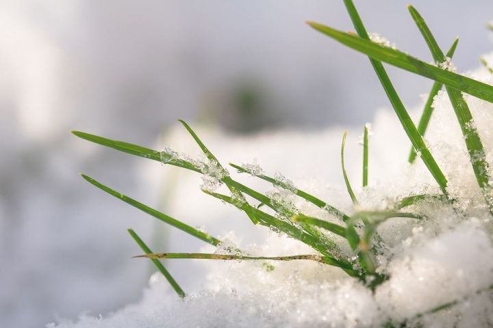 Минсельхозпрод РТ: Зимовка озимых протекает в хороших погодных условиях