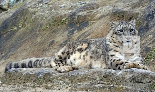 В Татарстане создан Центр по изучению редких видов кошек