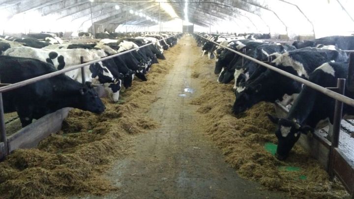 В «Бакрчах» добиваются высоких урожаев, растет производство молока и мяса