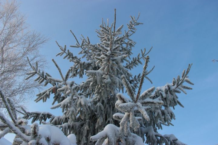 В старину, 8 февраля называли еще «гороховым»