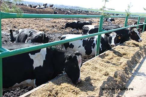 В Татарстане эксперты выберут самую красивую корову голштинской породы