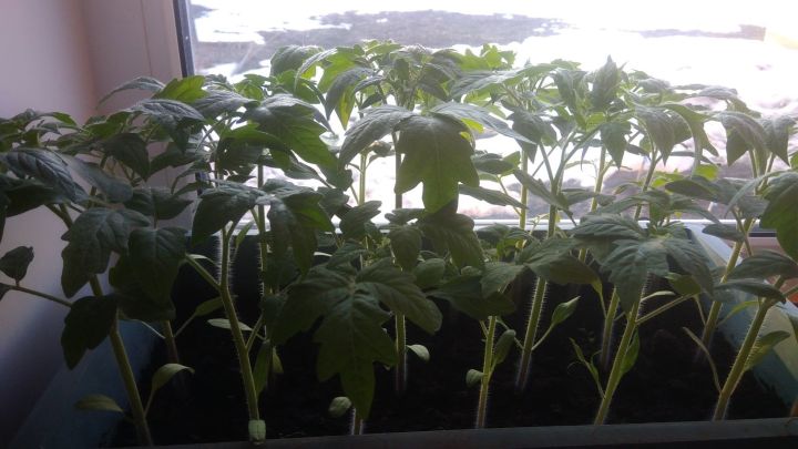 Совет садовода-огородника: подкормки рассады томатов для толстых стеблей
