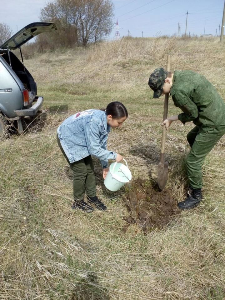 Тетюшские кадеты посадили 50 саженцев деревьев