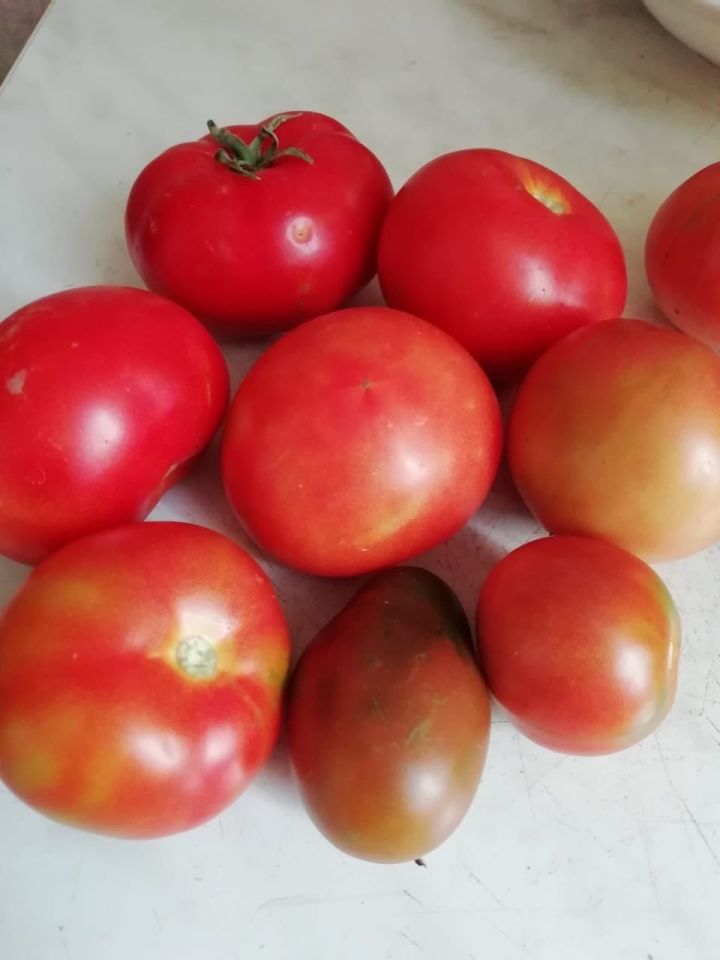 Советы специалиста: Как получить здоровый и обильный урожай томатов