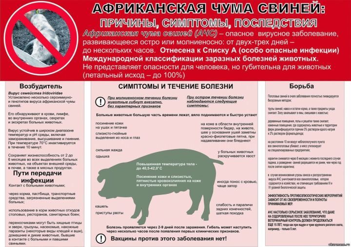 Африканская чума свиней: причины, симптомы, последствия