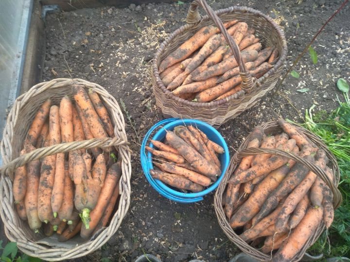 Тетюшанам рассказали, как правильно хранить морковь