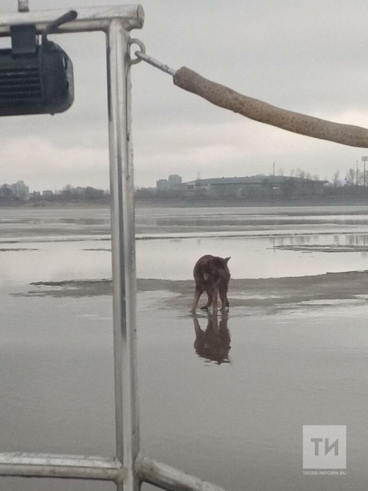 Сотрудники МЧС спасли собаку, которая плыла на льдине по реке