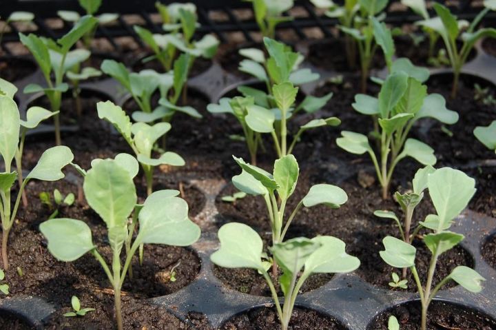 Советы огородникам по посадке капусты в грунт