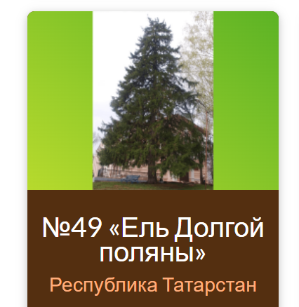 Ель, растущая в Тетюшском районе, представляет Татарстан на конкурсе «Российское дерево года – 2022»