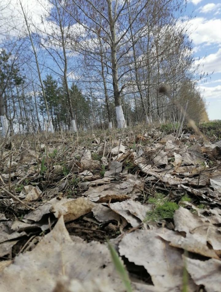 В Татарстане будет солнечно, но не исключены ночные заморозки