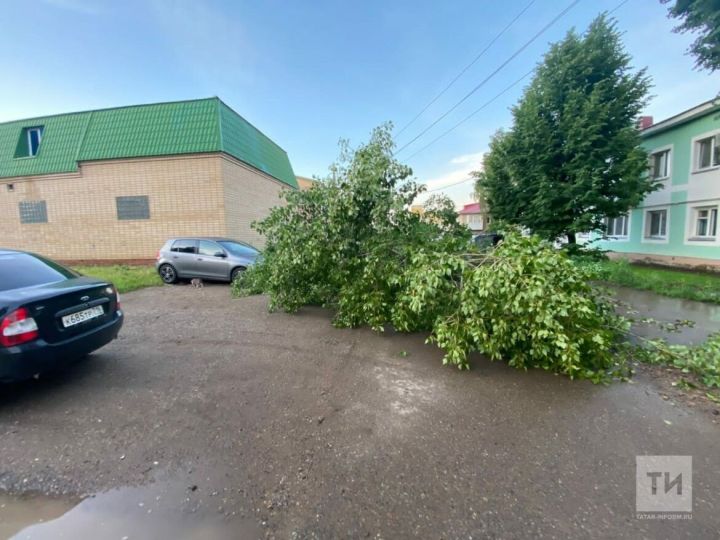 В Татарстане ураганом повалено несколько деревьев: одно из них упало на авто