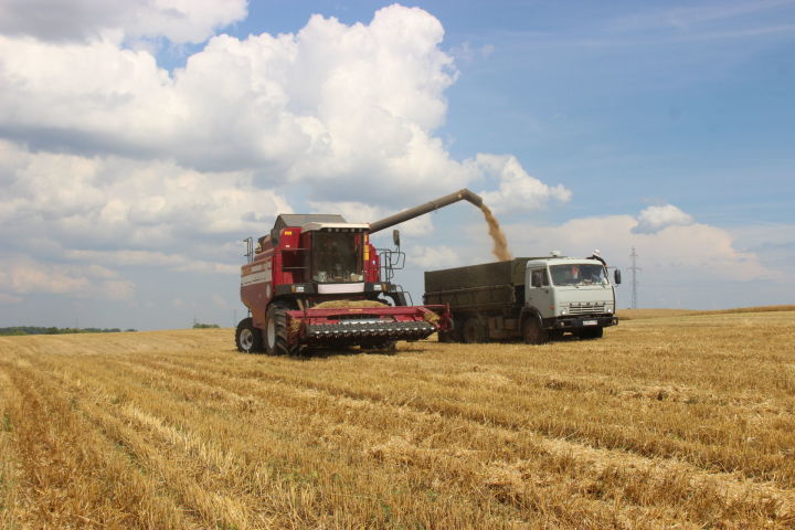 На полях сельхозпредприятия «Маяк» идет уборка озимой пшеницы