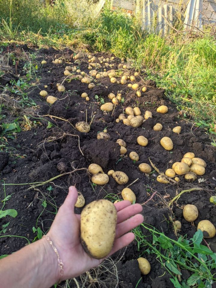 Специалист дает советы, как правильно хранить картофель