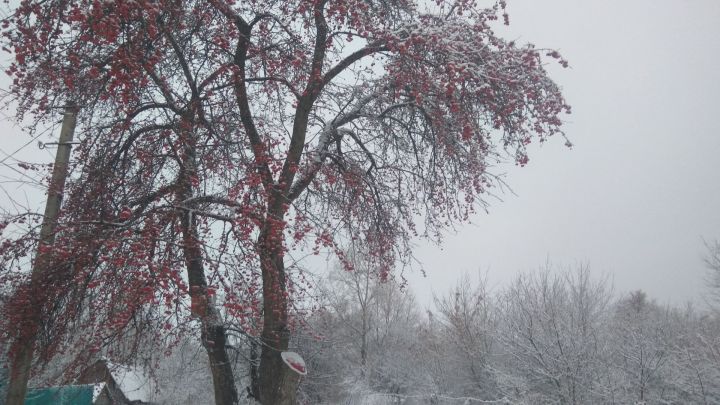 О погоде в Тетюшах 12 декабря 2023 года