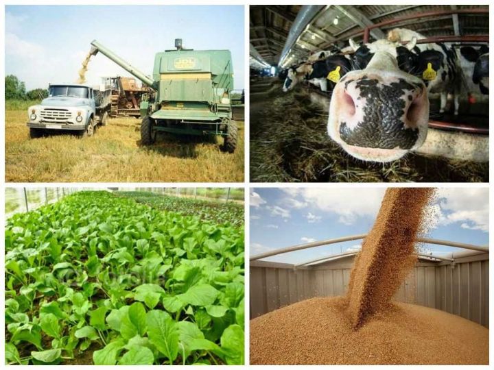 Минсельхозпрод РТ объявляет отбор сельскохозяйственных потребкооперативов