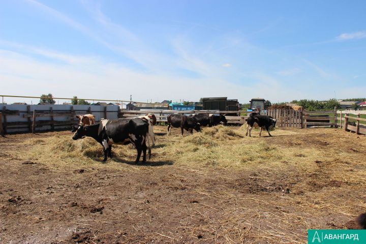 Молоко и копыта коров: как это влияет на удой знают в Дрожжановском районе Татарстана