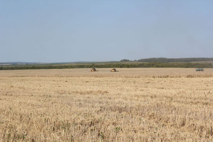 Лидерами по сбору зерновых являются несколько районов РТ, в том числе и Тетюшский