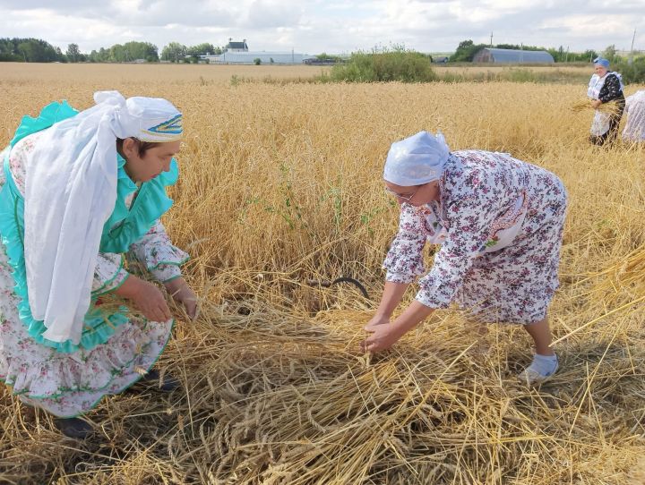 В селе Бакрчи провели старинный обряд жатвы зерновых