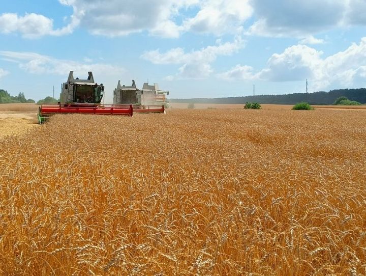 Уборочная страда на полях села Бакрчи