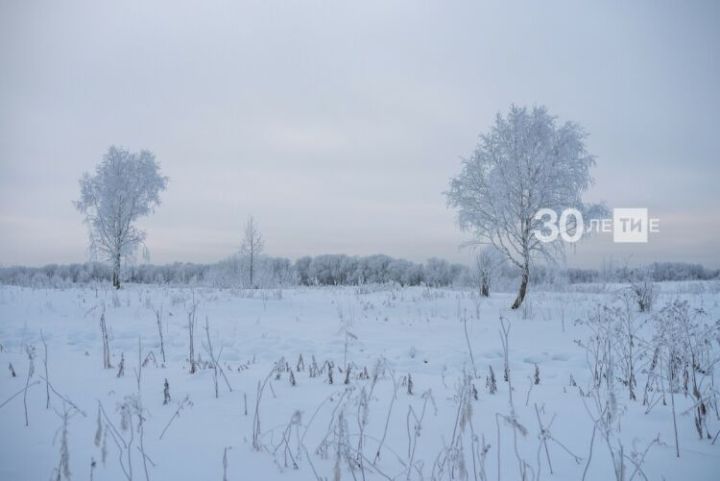 Благодаря снежному покрову, защитились посевы озимых культур от мороза