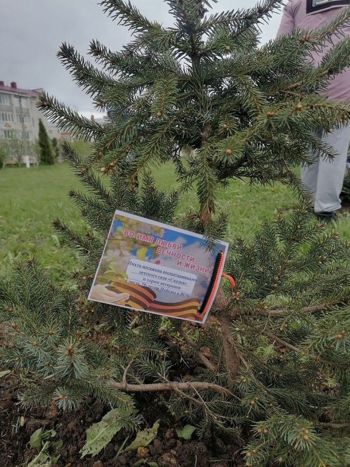 В Тетюшах высадили саженцы пихты в честь героев войны