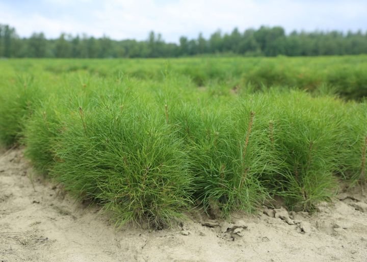 В Татарстане в 2024 году в рамках нацпроекта вырастят не менее 31 миллиона сеянцев