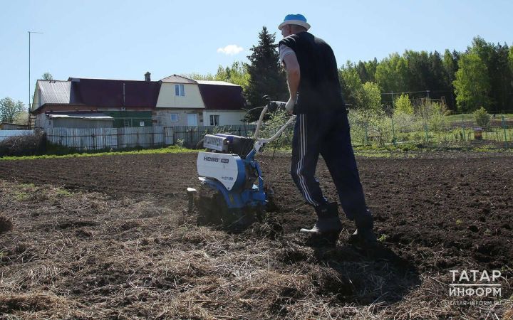 Как получить жителям Тетюшского района богатый урожай картофеля и овощей