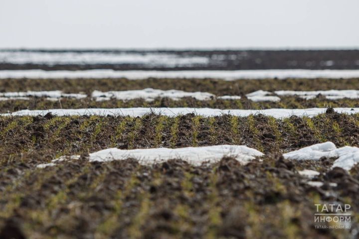 Резкое таяние снега улучшает состояние озимых культур в Татарстане – эксперты Россельхозцентра