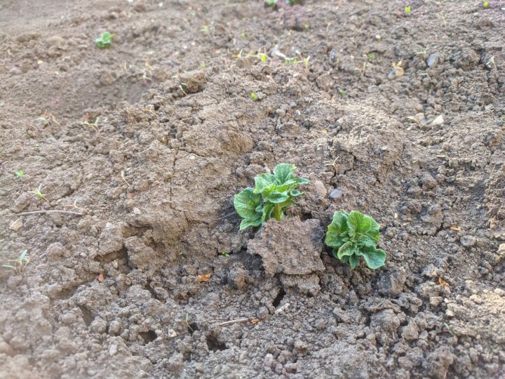 Пора сажать картофель