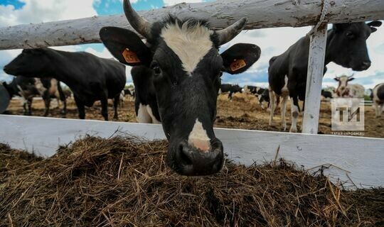 Карантин в Татарстане: вспышка бешенства у животных