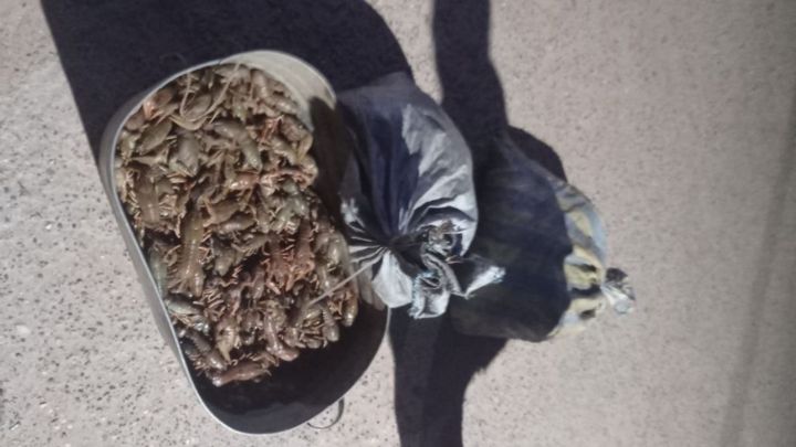 Двое жителей Татарстана поймали 2740 раков незаконно