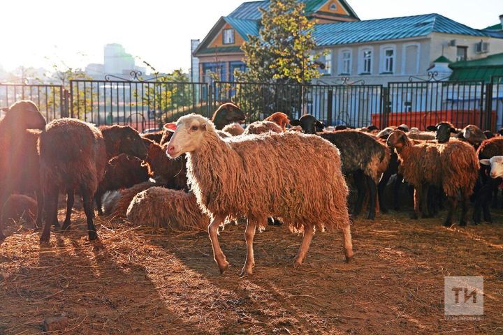 Ветеринарно-санитарные правила жертвоприношения на Курбан-Байрам: совещание в Тетюшском районе