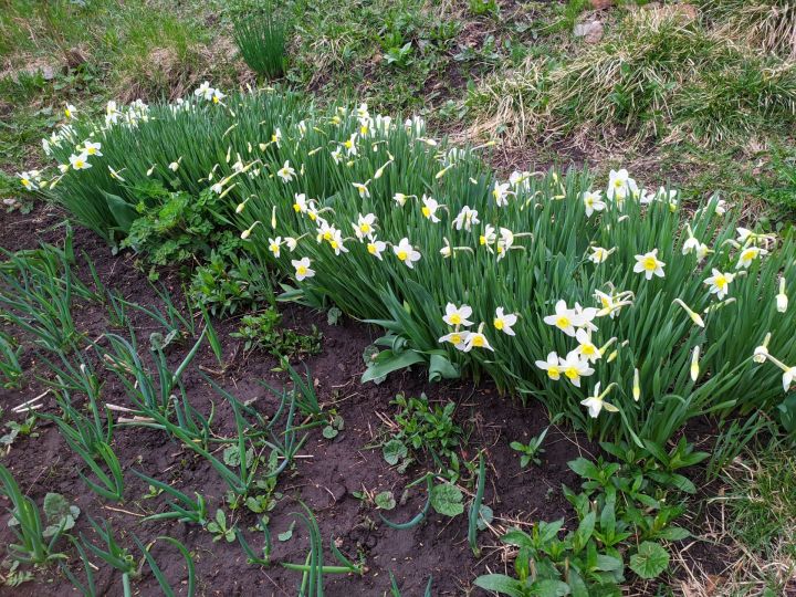 Эффективное средство против сорняков