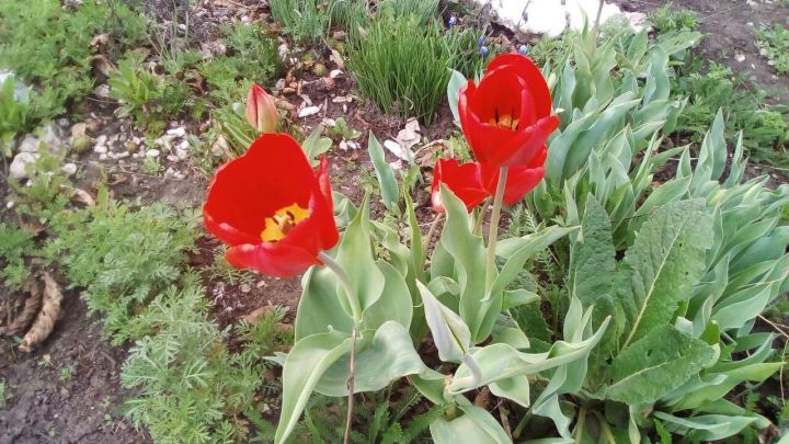 Погода в Тетюшах 26 мая: потеплеет до +25˚