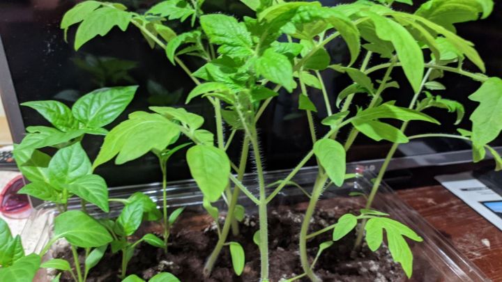 Укрепляем тонкую рассаду томатов проверенными способами