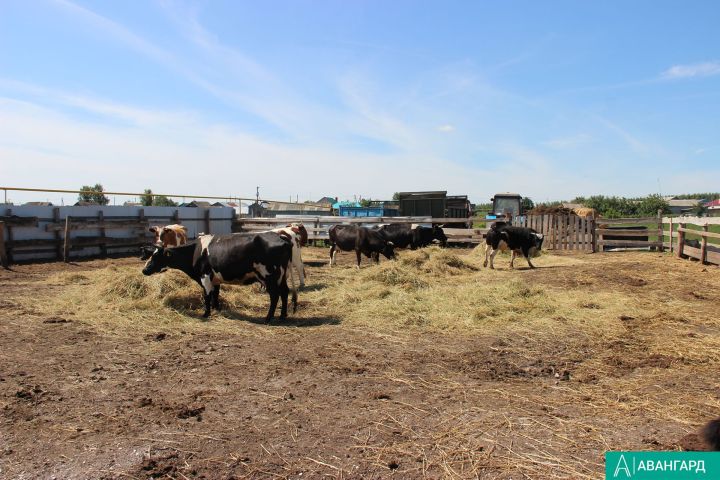 Осторожно: бешенство