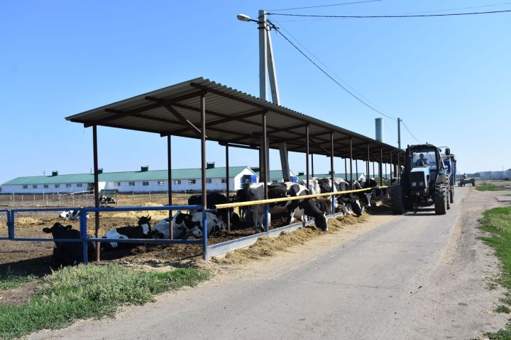 Сохранить и приумножить молочное стадо