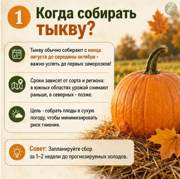 Тыква — ценный осенний овощ.