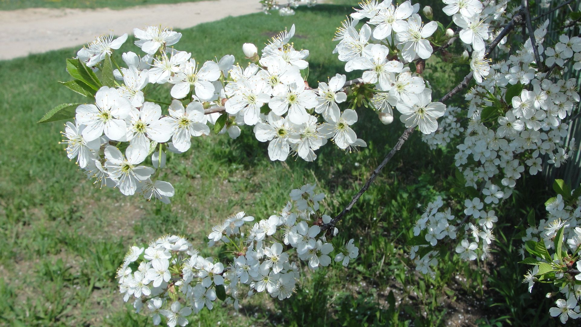 Ремикс яблоня. Яблони в цвету. Тюмень Александровский сад когда яблони цветут. Песня яблоня цветёт 15 мая на башкирском.