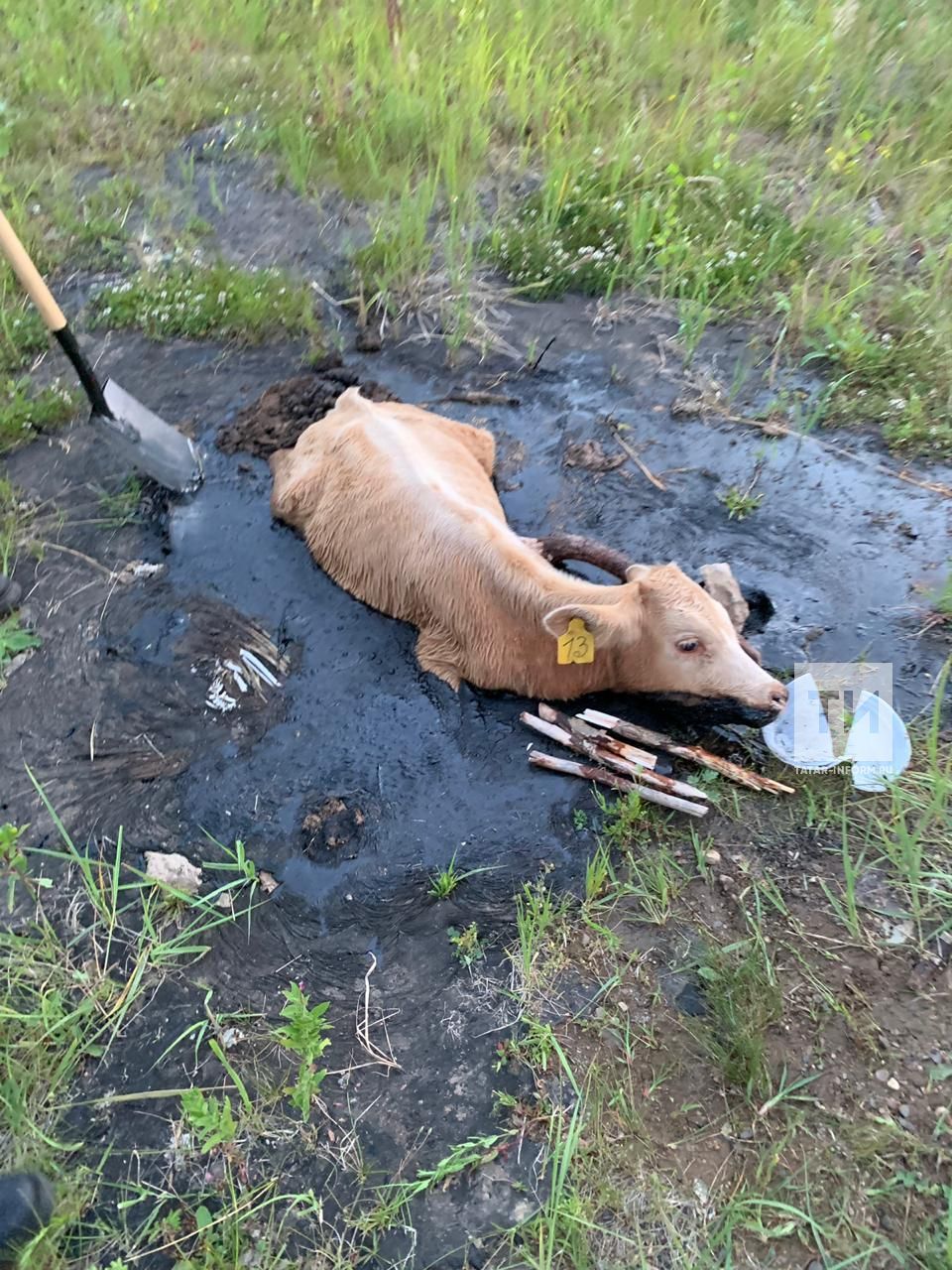 В Татарстане спасли теленка, который провалился в лужу с битумом
