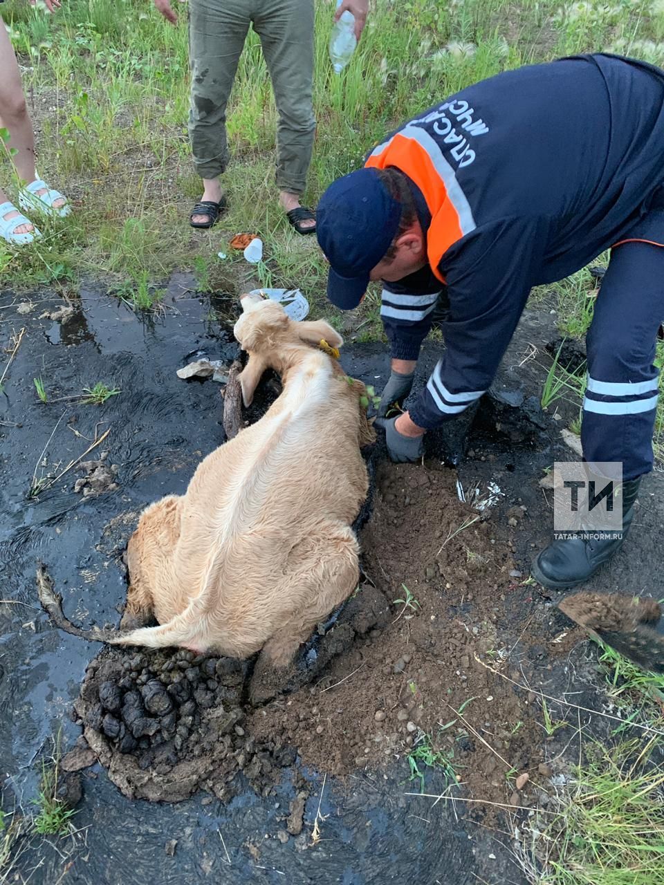 В Татарстане спасли теленка, который провалился в лужу с битумом