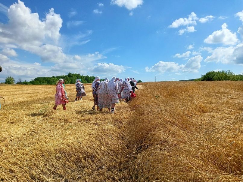 В селе Бакрчи провели старинный обряд жатвы зерновых