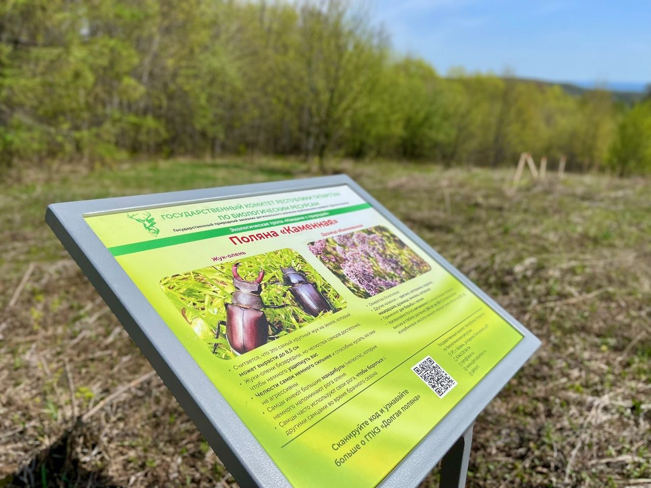 Рябины в память: школьники из Тетюш озеленили Долгую Поляну