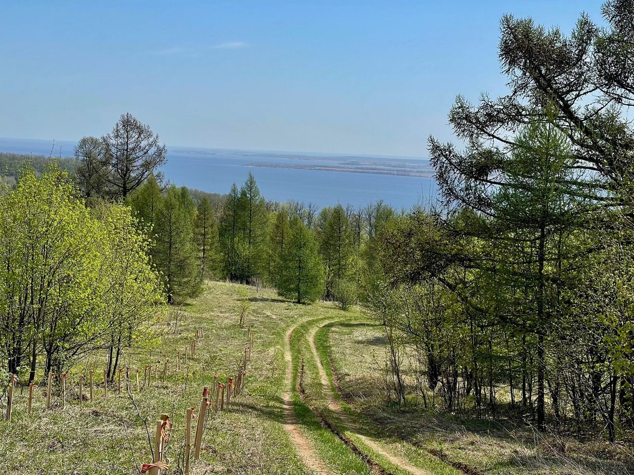 Рябины в память: школьники из Тетюш озеленили Долгую Поляну