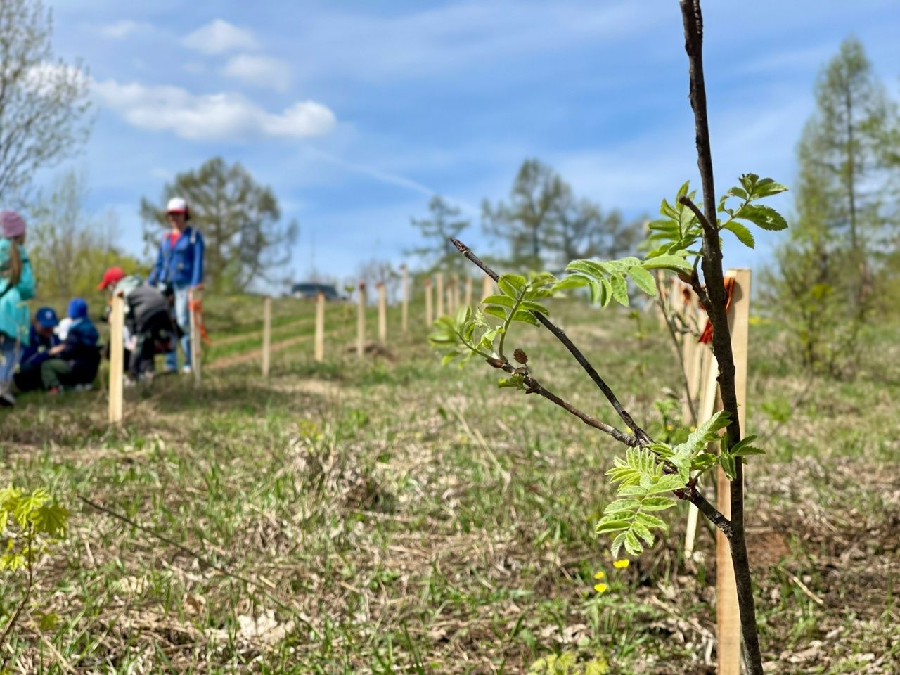 Рябины в память: школьники из Тетюш озеленили Долгую Поляну