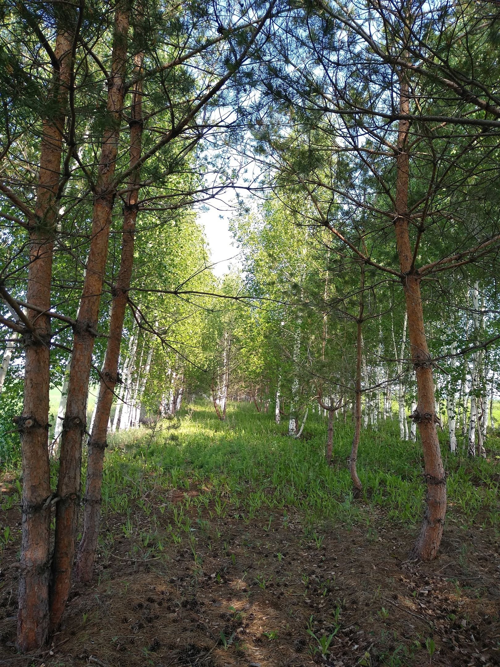 Ограничено посещение лесов Татарстана